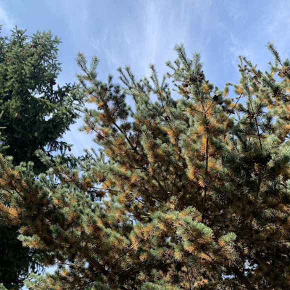 Meet your Posher, Soon - Picture 1 of 1